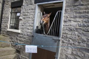 _middleham open day 32.jpg